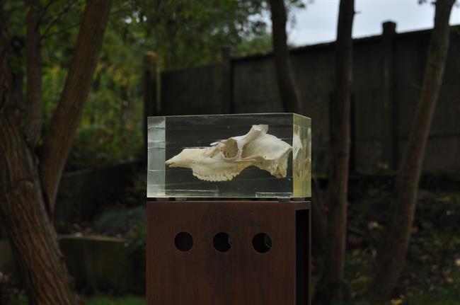 Sculpture crâne de mouton